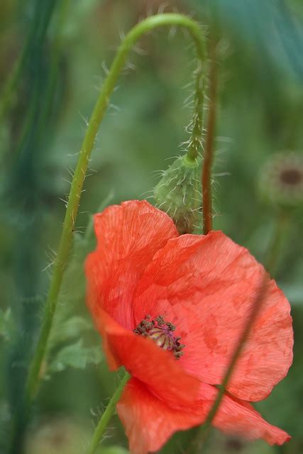 Sommer Mohn Rot Kostenloses Foto Auf Pixabay Pixabay