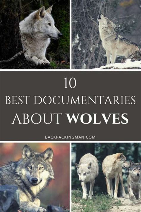 10 Best Documentaries About Wolves To Watch