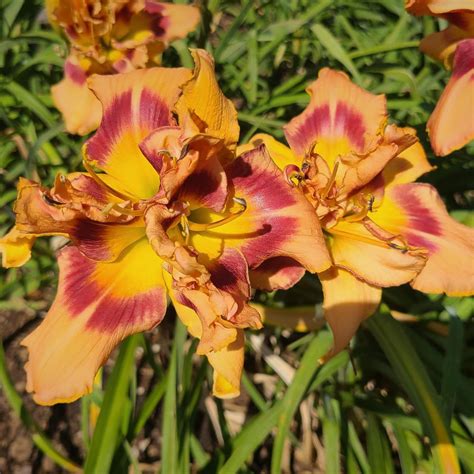 Daylily Hemerocallis Topguns Witch Doctor In The Daylilies Database