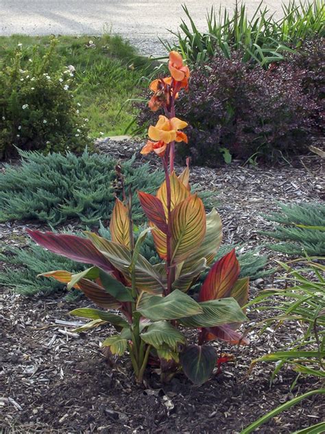 Tropicanna Canna Plants To Grow Plants Database By Paul S Drobot