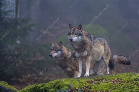 Two Gray Wolves On A Mossy Boulder In A Foggy Forest Stock Image