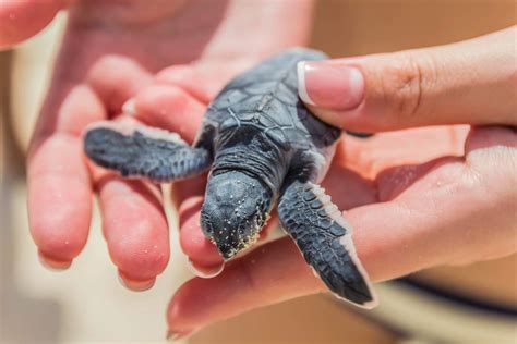 Conheça o projeto Tamar em Florianópolis e veja por que visitá lo