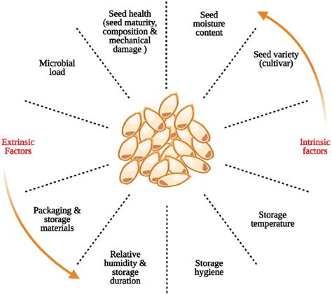 Intrinsic And Extrinsic Factors That Influence The Seed Longevity