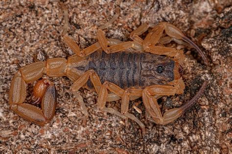 Premium Photo | Adult female brazilian yellow scorpion of the species ...