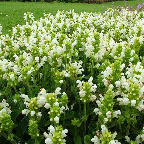 Prunella 'Alba' | slovensketrvalky.sk | SlovenskeTrvalky.sk