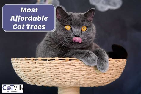 Discover Affordable Cheap Cat Trees for Your Feline Friends