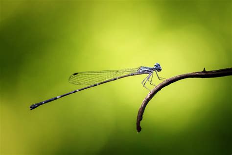 Free photo: Damselfly - Dragonfly, Fly, Insect - Free Download - Jooinn