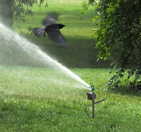 Water Jet Spray for Effective Bird Control | BIRD BUSTERS