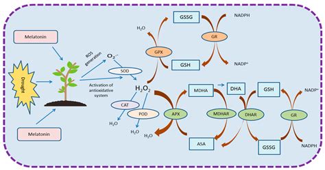 Melatonin Mediated Regulation of Drought Stress: Physiological and ... 