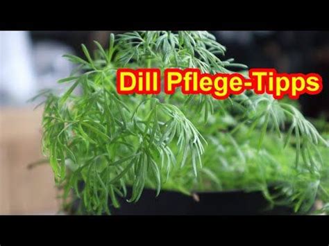 Dill Pflanze Pflegen Im Topf Garten Dill Gie En Ernten Schneiden