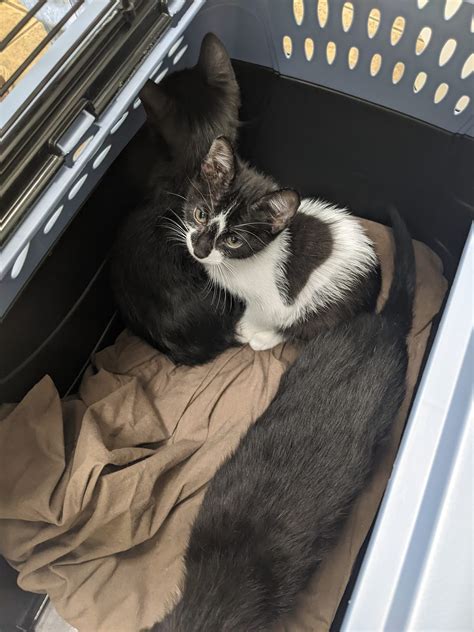 south county animal hospital 1