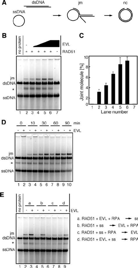 The Evl Protein Further Stimulates The Rad Mediated Strand Exchange