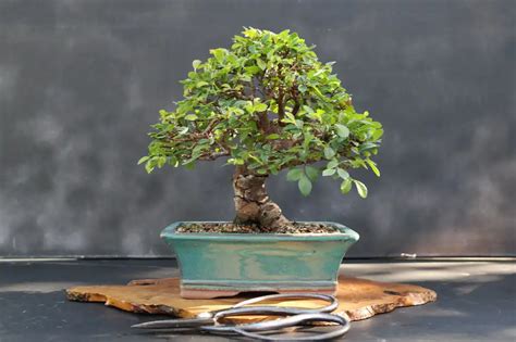 Chinese Elm Bonsai Tree Care | Ultimate Species Guide | Chinese elm bonsai, Elm bonsai, Indoor ...