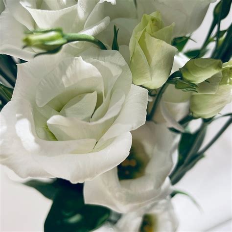 Descubra Kuva Fleurs Blanches Lisianthus Thptnganamst Edu Vn