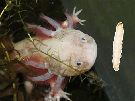 Can Axolotls Eat Wax Worms? - Axolotl Nerd