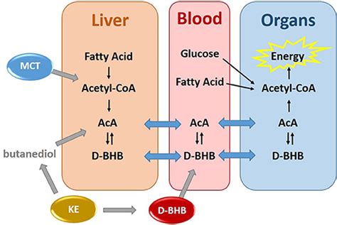 D-3-Hydroxybutyric Beta-Hydroxybutyrate Acid Assay Kit, 54% OFF