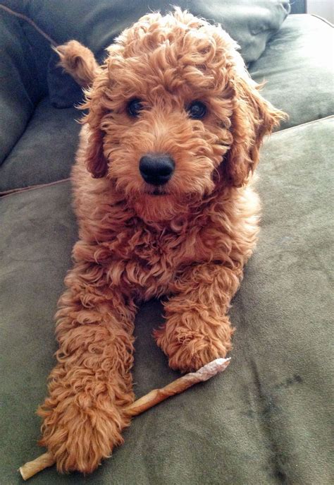 Samson The Goldendoodle Labradoodle Puppy Puppies Dogs