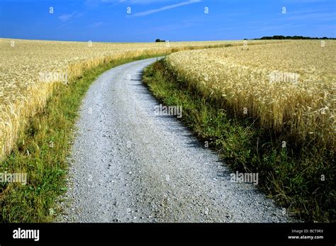 Dirt Road Gravel Road Between Fields Of Grain Barley Field Upper