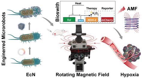 纳米人 Acs Nano：带有磁热生物开关的细菌混合微型机器人用于远程感知和成像指导的癌症治疗