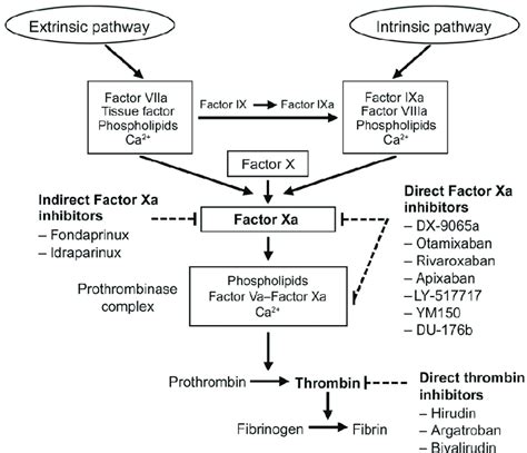 Targets For Anticoagulant Drugs In The Coagulation Pathway From The