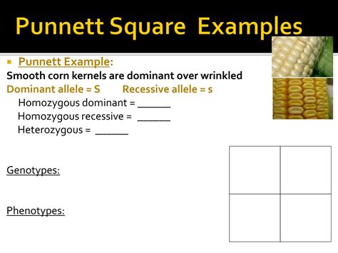 PPT - Punnett Squares PowerPoint Presentation, free download - ID:8953179