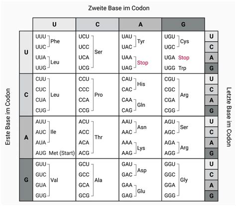 Codon Doccheck Flexikon