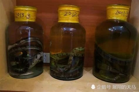 蛇泡到酒里，身體裡面的寄生蟲會被泡死嗎？喝了會感染寄生蟲嗎？ 壹讀