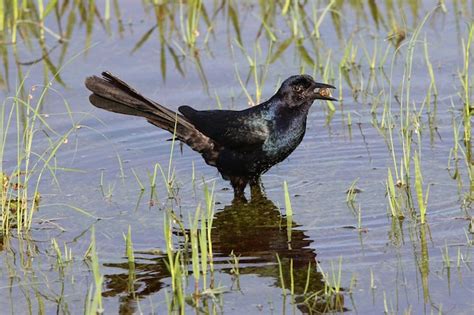 Premium Photo Bird On A Lake