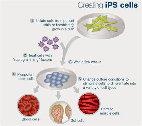 Therapeutic Cloning