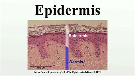 Epidermis Youtube