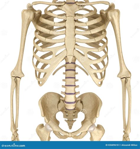 Human Skeleton Breast Chest Medically Accurate D Illustration Stock