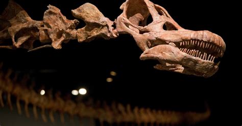 Titanosaur Newly Discovered Fossils May Belong To The Worlds Largest