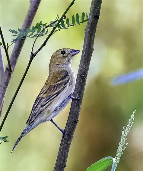 Indigo Bunting Female Birdforum