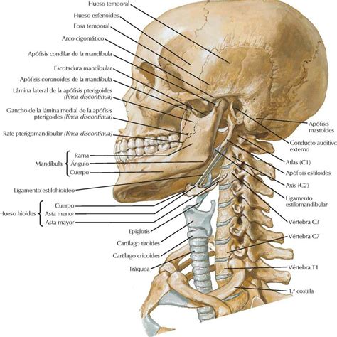 Osteologia General De La Cabeza Anatomia Anatomia De La Cabeza Images