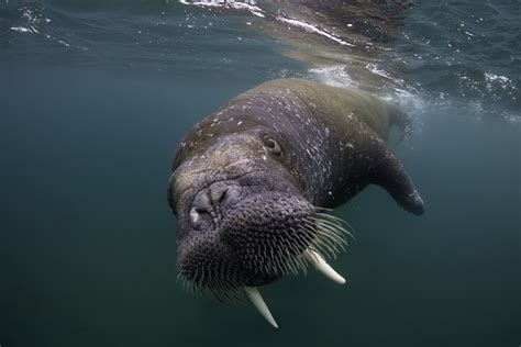 Arctic Walrus