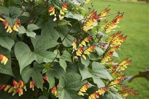 Belles Plantes Grimpantes Annuelles Semer Au Printemps