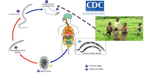 Life Cycle Of Intestinal Parasites