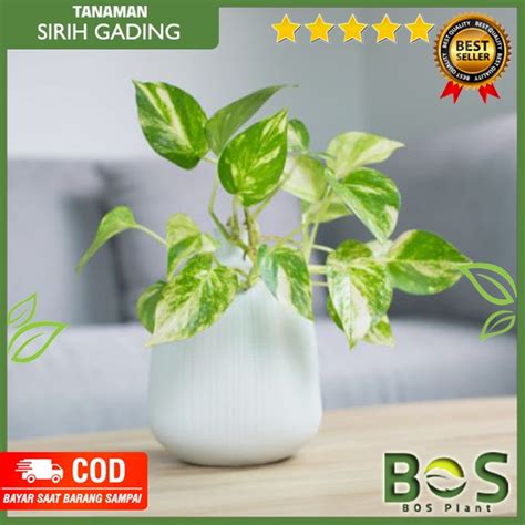 Jual Sirih Gading Belanda Variegata Bisa Cod Tanaman Air Aquascape