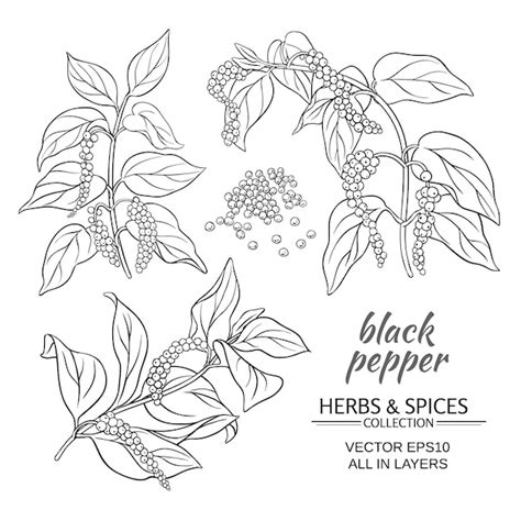 Ветви черного молотого перца на белом фоне | Премиум векторы