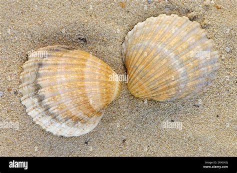 Common European Cockle Cerastoderma Edule Shells Cardium Edule Stock