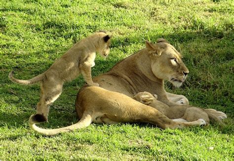 Lioness and cubs Free Photo Download | FreeImages