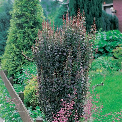 Berberis Thunbergii F Atropurpurea Helmond Pillar Barberry Garden Center Landscape Plants