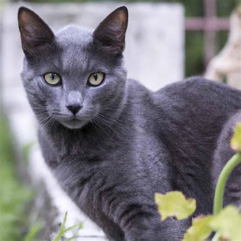 Descubre el Simbolismo del Gato Gris en tus Sueños Significado de los