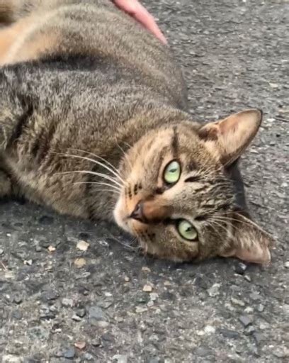 過酷な外生活をしている猫達の里親様を探しています♡ つっきー 加古川の猫の里親募集｜ジモティー