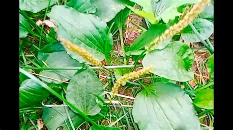 ПОДОРОЖНИК 🌿избавит от кашля и очистит легкие. Лекарство 🍃у нас под ...
