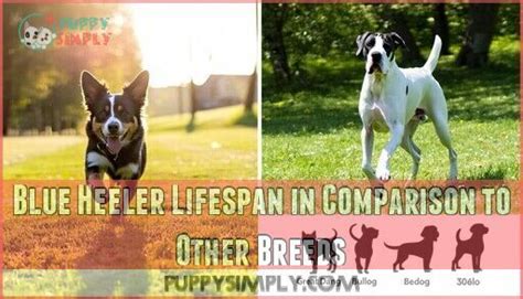 Blue Heeler Lifespan: 7 Secrets to Maximize Your Dog's Health