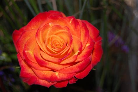 Пикадилли циркус роза фото