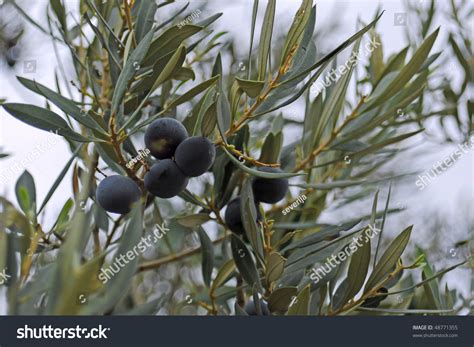 Black Olive Tree Stock Photo 48771355 Shutterstock