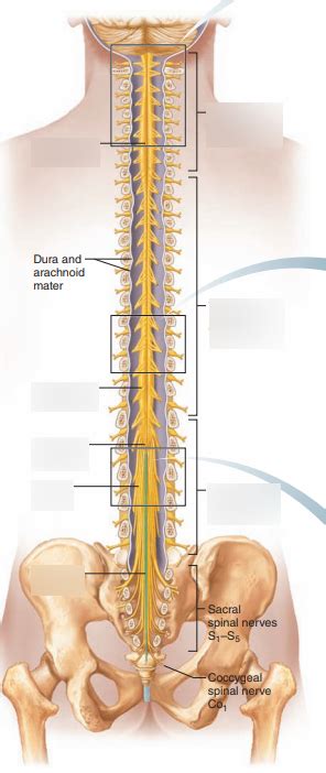 Spinal Cord Diagram Quizlet