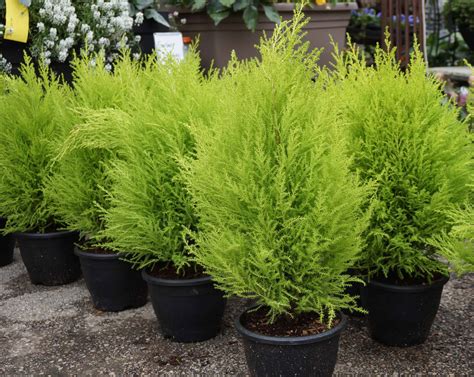 Surprising Cypress Garden In Delight